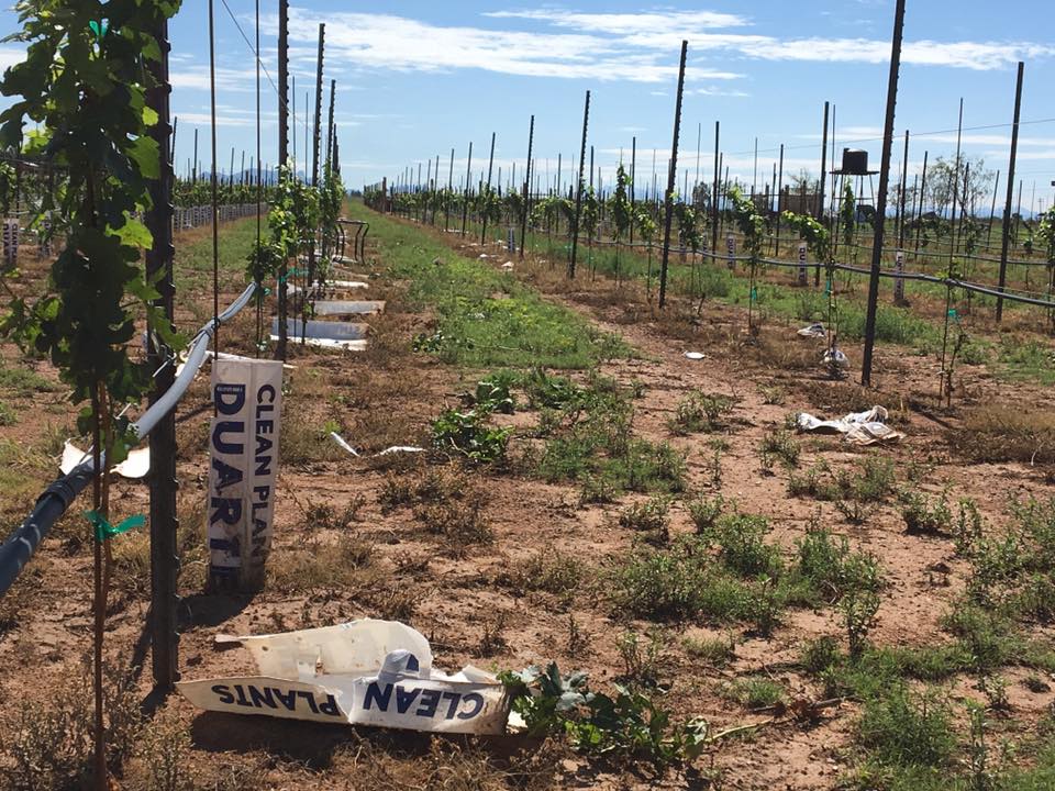 A field with many vines and some debris