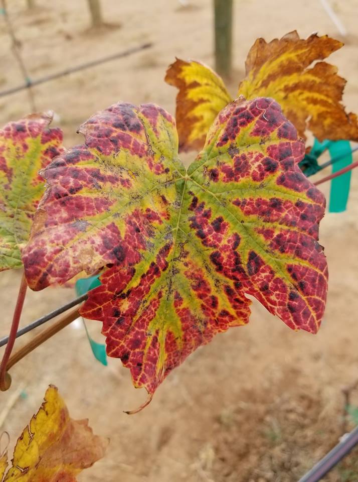 A close up of the leaves on a plant